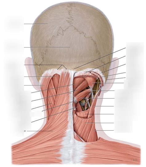 Muscles Of Suboccipital Region Diagram Quizlet