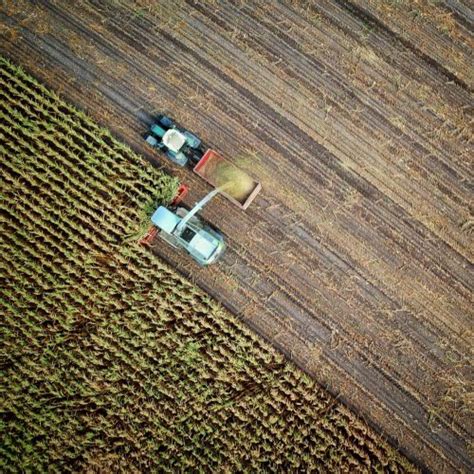 Dia de Campo InovMilho mostra inovação na cultura do milho