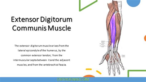 Extensor Digitorum Communis Muscle Anatomy Upper Limb