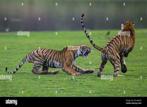 Indian Tiger Panthera Tigris Tigris Two Cubs Sixteen Months Old Fighting Ranthambore Np