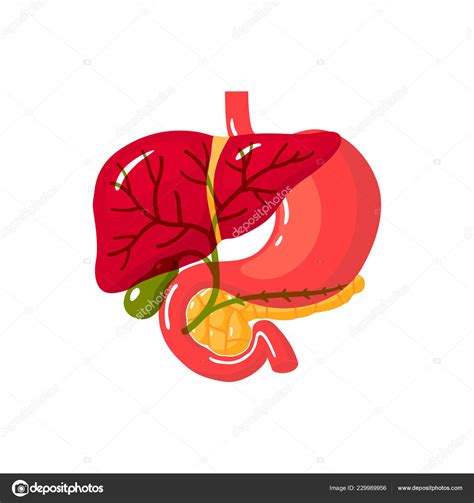 Human Bile Duct Vector Illustration Stock Vector By Marina Ua