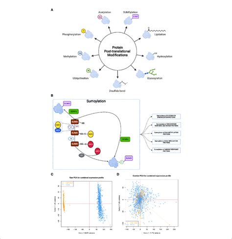 The Landscape Of Sumoylation And The Combination Of Two Different