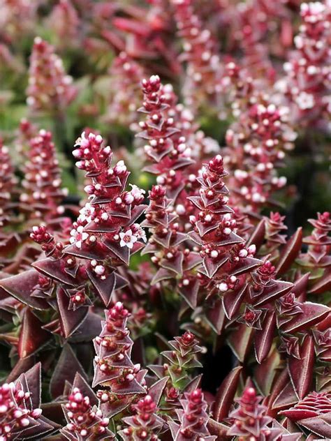 Crassula Capitella Subsp Thyrsiflora World Of Succulents