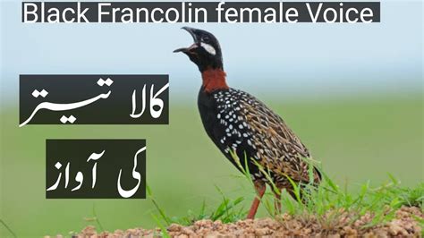 Kala Teetar Kala Teetar Ki Awaz Black Francolin Female Voice