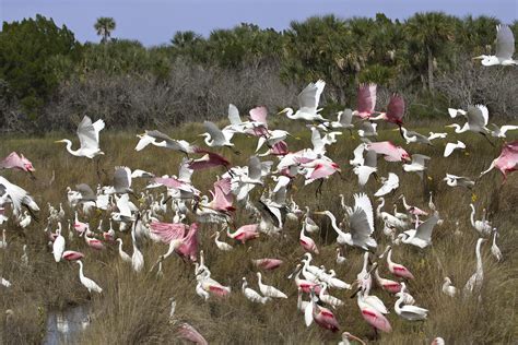 Merritt Island National Wildlife Refuge Florida Birds Flickr