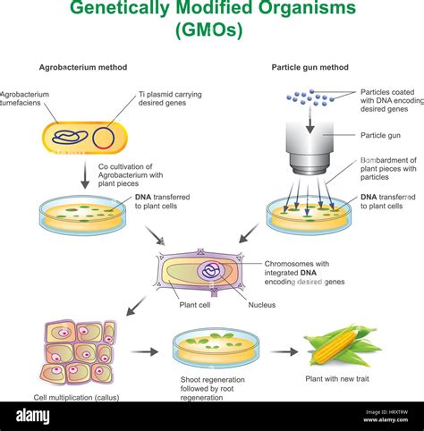 Diagram Diagram Of Gmos Vectors Mydiagramonline