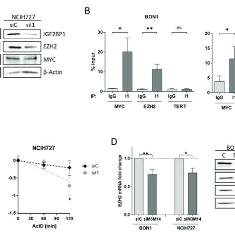 Igf2bp1 Regulates Ezh2 Mrna Stability A Representative Western Blots