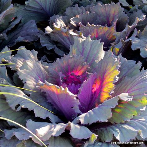 Ornamental cabbage | Chicago landscape, Ornamental cabbage, Landscape ...