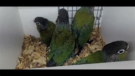 Primer Pyrrhura Perlata Sale Del Nido Primer Crimson Bellied Conure