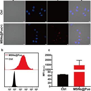 Msns Pue Nps Was Taken Up By Hepg Cells A Confocal Fluorescence