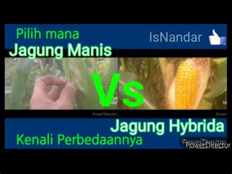 Perbedaan Jagung Manis Dan Jagung Hybrida DenganSaya YouTube