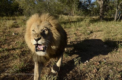 Lion charging by Chris du Plessis / 500px