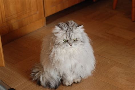 Profil Kucing Persia
