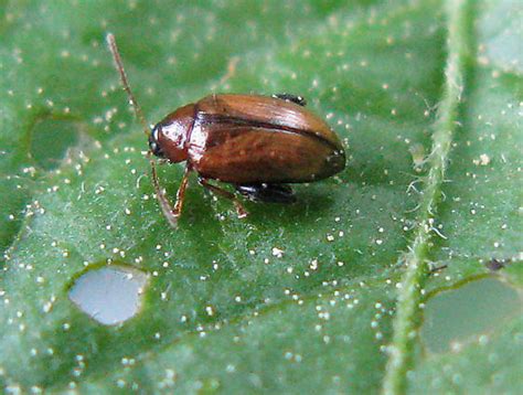 Potato Flea Beetle Psylliodes Affinis Bugguidenet