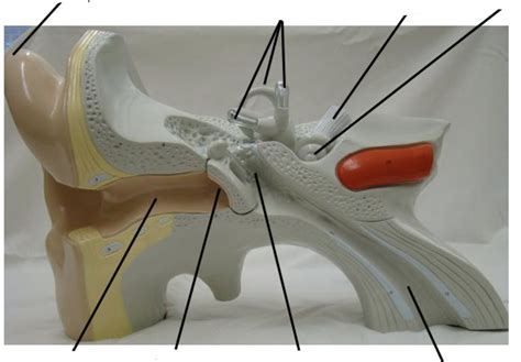 Inner Ear Special Senses Lab Diagram Quizlet