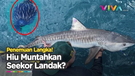 Ilmuwan Terkejut Hiu Macan Muntahkan Mamalia Mirip Landak Youtube