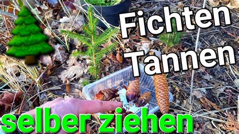 Nadelbäume Fichten und Tannen selber ziehen vom Zapfensamen bis zur