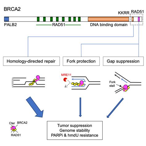 Brca Promotes Genomic Integrity And Therapy Resistance Primarily