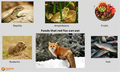 What Do Red Foxes Eat [20+ Foods They Feed On]