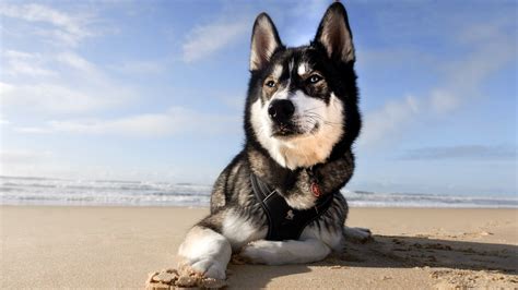 Our Veterinary Services | Central Animal Hospital