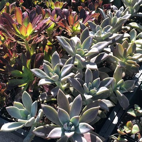 Ghost Plants Are Starting To Turn A Bit Purple And Aeoniums Are Almost Back To Life Plantlife