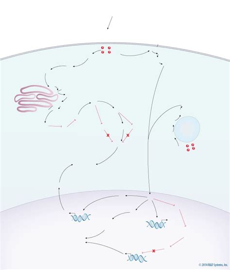 MAPK Signaling Pathway: Mitogen Stimulation Pathway: R&D Systems