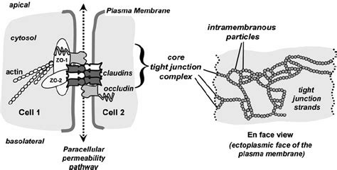 Core Protein Constituents Of Tight Junctions A Diagram Depicting The