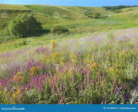 Heath Grasslands Dry Meadow With Many Flowers The Sun Is Shining Over The Field Stock Image