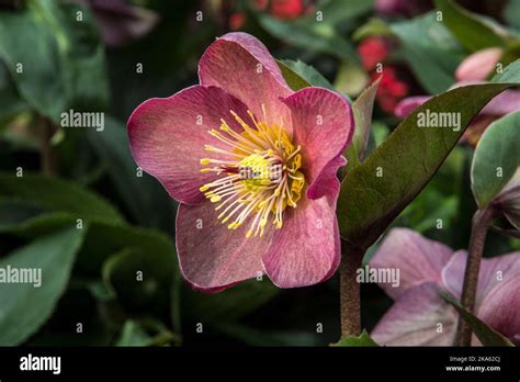 Helleborus Hgc Ice N Roses Red Hi Res Stock Photography And Images