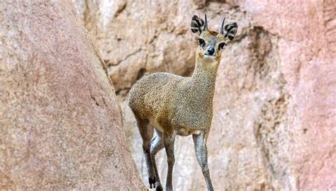 Klipspringer | San Diego Zoo Kids