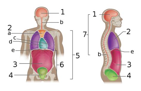 Body Cavity Class Set Diagram Quizlet