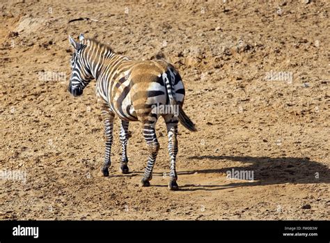 Rolling In Mud Hi Res Stock Photography And Images Alamy