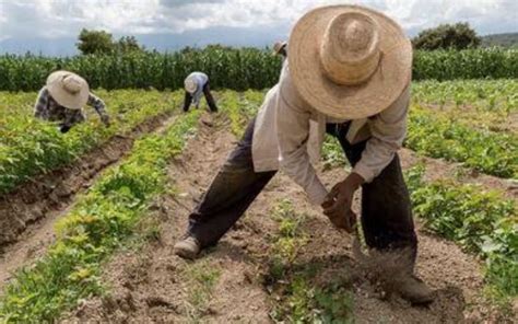 NV Productores campesinos impulsan siembra agrícola en Guárico