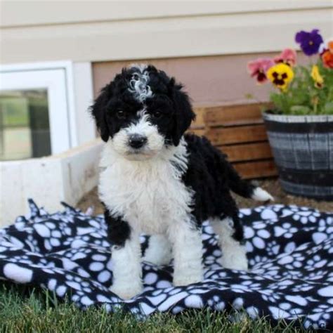 Sheepadoodle Puppies for Sale - Greenfield Puppies