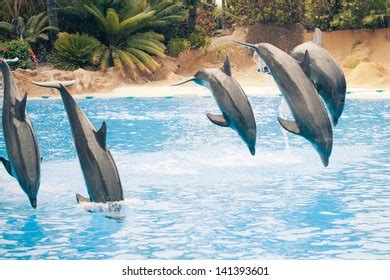 Group Jumping Dolphins Stock Photo 141393601 | Shutterstock