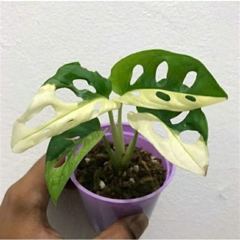 Jual DISKON TANAMAN HIAS KOLEKSI MONSTERA JANDA BOLONG VARIEGATA JEPANG