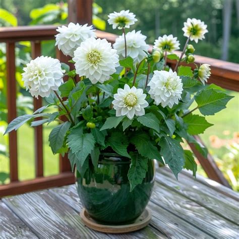 Discover The Joys Of Growing Dahlias In Pots And Containers With Our