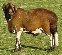 Damara sheep - Alchetron, The Free Social Encyclopedia