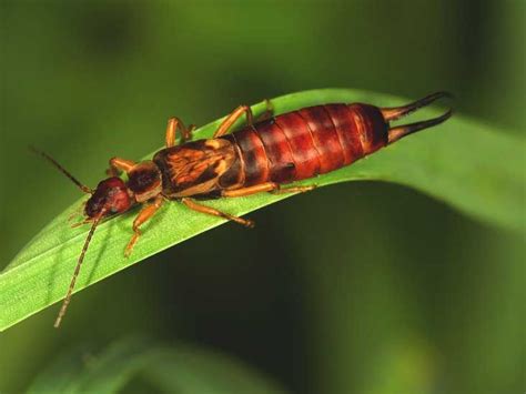 Earwig Bite: In Your Ear, Symptoms, and Images