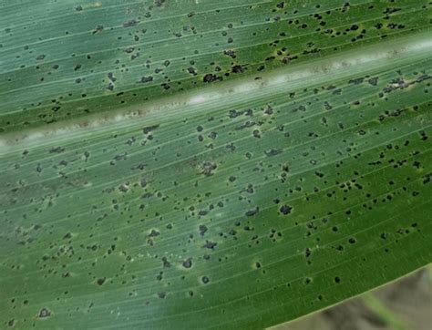 Tar Spot And Southern Corn Rust Update In Indiana Indiana Field Crop