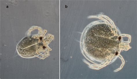 Larva of Piona stjordalensis; a foretic larva; b parasitic larva ...