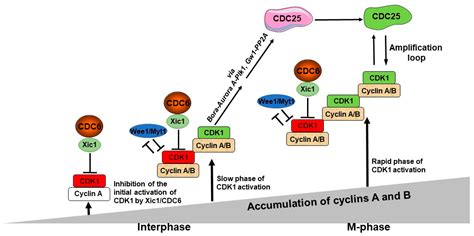 Biology Free Full Text Cdc6 As A Key Inhibitory Regulator Of Cdk1