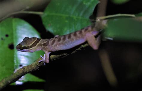 Family Gekkonidae - Geckos — Coke Smith Wildlife