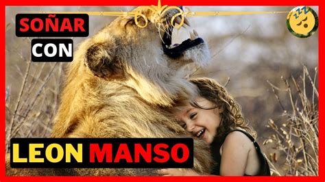 Descubre qué significa soñar con leones mansos Averigua qué mensajes