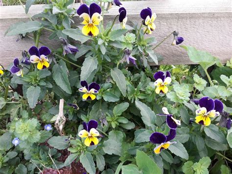 Viola Heartsease – Kahikatea Farm Certified Organic Nursery and ...