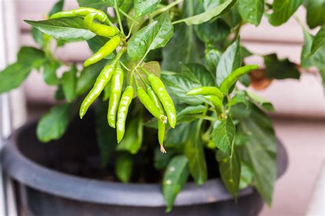 How to Take Care of a Green Chilli Plant At Home | 5 Quick Hacks