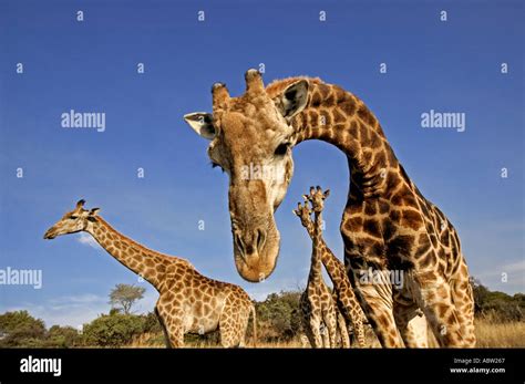 Giraffe feet hi-res stock photography and images - Alamy