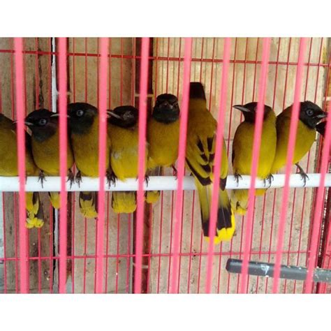 Jual BURUNG KUTILANG SUTRA PILIHAN RAWATAN Shopee Indonesia