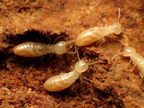 Termites Rock Creek Park Washington DC USA Katja Schulz Flickr