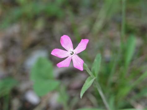 Wild Pink Watching For Wildflowerswatching For Wildflowers